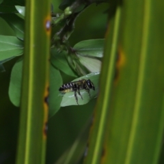 Unidentified Bee (Hymenoptera, Apiformes) at Wellington Point, QLD - 20 Feb 2023 by TimL