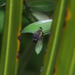 Megachile (Eutricharaea) sp. (genus & subgenus) at Wellington Point, QLD - suppressed