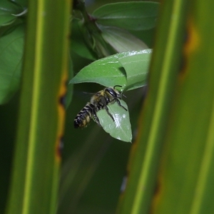 Megachile (Eutricharaea) sp. (genus & subgenus) at Wellington Point, QLD - suppressed