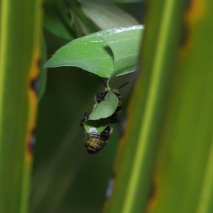 Megachile (Eutricharaea) sp. (genus & subgenus) at Wellington Point, QLD - suppressed