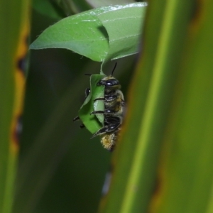 Megachile (Eutricharaea) sp. (genus & subgenus) at Wellington Point, QLD - suppressed