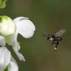 Unidentified Bee (Hymenoptera, Apiformes) (TBC) at Wellington Point, QLD - 10 Mar 2023 by TimL