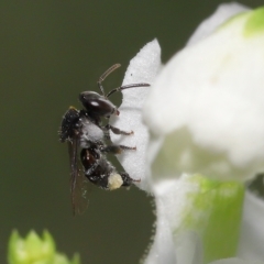 Tetragonula carbonaria at Wellington Point, QLD - suppressed