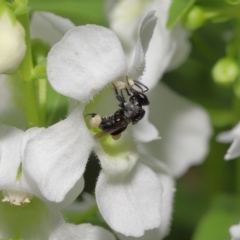 Tetragonula carbonaria at Wellington Point, QLD - suppressed
