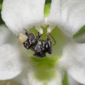 Tetragonula carbonaria at Wellington Point, QLD - suppressed