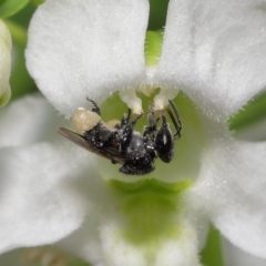 Tetragonula carbonaria at Wellington Point, QLD - suppressed