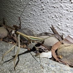 Unidentified Praying mantis (Mantodea) at Watson, ACT - 10 Mar 2023 by sbittinger