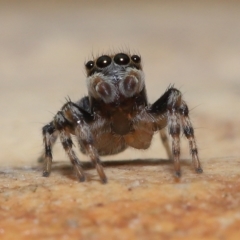 Maratus griseus (Jumping spider) at Wellington Point, QLD - 10 Mar 2023 by TimL