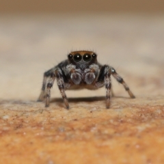 Maratus griseus at Wellington Point, QLD - suppressed