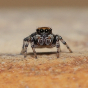 Maratus griseus at Wellington Point, QLD - suppressed