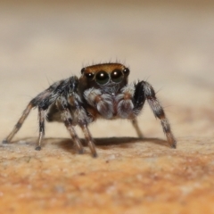 Maratus griseus at Wellington Point, QLD - suppressed