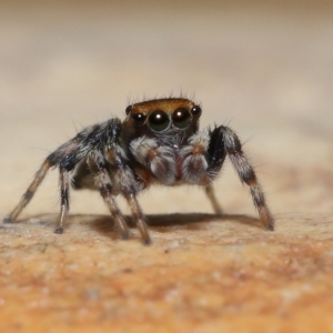 Maratus griseus at Wellington Point, QLD - suppressed