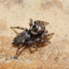 Maratus griseus at Wellington Point, QLD - suppressed