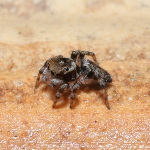 Maratus griseus at Wellington Point, QLD - suppressed