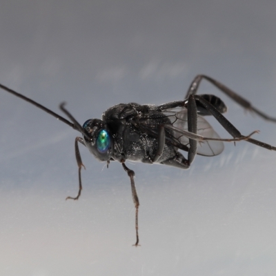 Unidentified Parasitic wasp (numerous families) at Wellington Point, QLD - 10 Mar 2023 by TimL