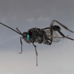 Acanthinevania sp. (genus) (TBC) at Wellington Point, QLD - 10 Mar 2023 by TimL