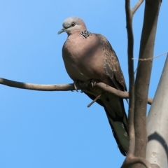 Spilopelia chinensis (Spotted Dove) at Wodonga, VIC - 4 Mar 2023 by KylieWaldon