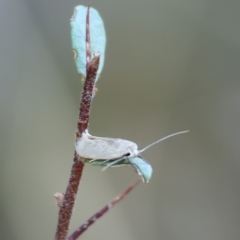 Unidentified Moth (Lepidoptera) at Albury, NSW - 4 Mar 2023 by KylieWaldon