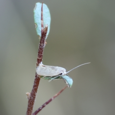 Unidentified Moth (Lepidoptera) at Albury, NSW - 4 Mar 2023 by KylieWaldon