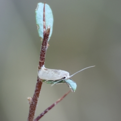 Unidentified Moth (Lepidoptera) at Nail Can Hill - 4 Mar 2023 by KylieWaldon