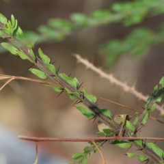 Acacia paradoxa (Kangaroo Thorn) at Albury, NSW - 4 Mar 2023 by KylieWaldon