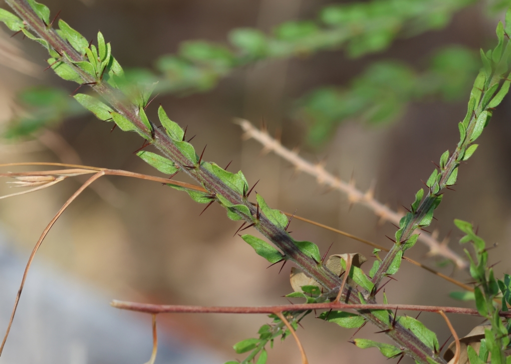 Acacia paradoxa at Albury, NSW - 5 Mar 2023