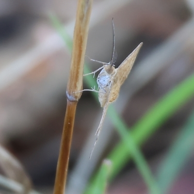 Unidentified Moth (Lepidoptera) at Nail Can Hill - 4 Mar 2023 by KylieWaldon