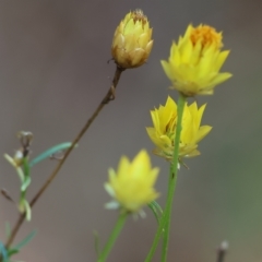 Xerochrysum viscosum (Sticky Everlasting) at Nail Can Hill - 4 Mar 2023 by KylieWaldon