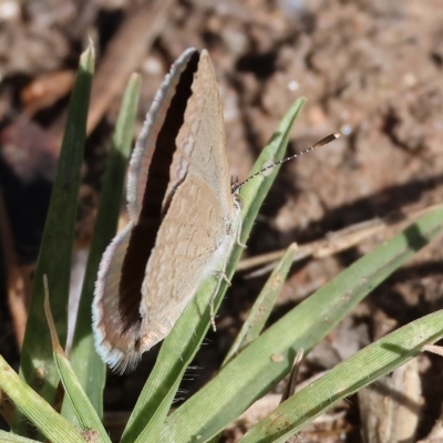 Zizina otis (Common Grass-Blue) at Albury - 4 Mar 2023 by KylieWaldon