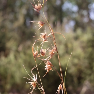 Themeda triandra (Kangaroo Grass) at Nail Can Hill - 4 Mar 2023 by KylieWaldon