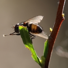 Calyptrate (subsection) (Unidentified house-flies, blow-flies and their allies) at Albury, NSW - 5 Mar 2023 by KylieWaldon