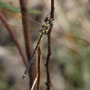 Hemicordulia tau at Albury, NSW - 5 Mar 2023 10:29 AM