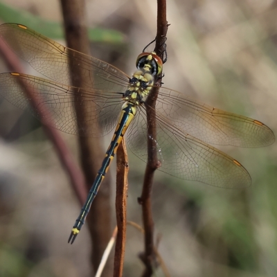 Hemicordulia tau (Tau Emerald) at Albury, NSW - 5 Mar 2023 by KylieWaldon