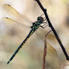 Hemicordulia tau at Albury, NSW - 5 Mar 2023