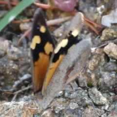 Heteronympha merope (Common Brown Butterfly) at Nail Can Hill - 4 Mar 2023 by KylieWaldon