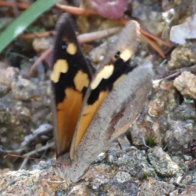 Heteronympha merope (Common Brown Butterfly) at Nail Can Hill - 4 Mar 2023 by KylieWaldon