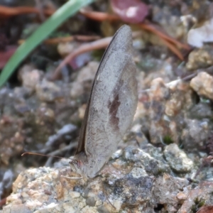 Heteronympha merope at Albury, NSW - 5 Mar 2023 10:33 AM