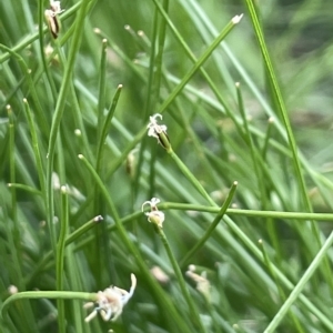 Eleocharis pusilla at Larbert, NSW - 8 Mar 2023