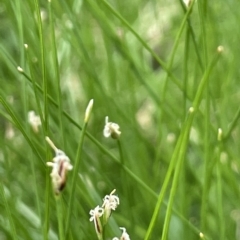 Eleocharis pusilla at Larbert, NSW - 8 Mar 2023