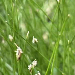 Eleocharis pusilla at Larbert, NSW - 8 Mar 2023