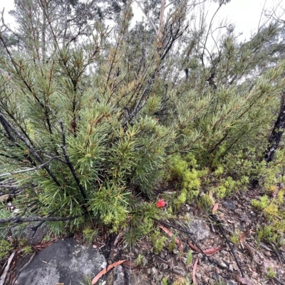 Lambertia formosa (Mountain Devil) at Blue Mountains National Park - 4 Mar 2023 by JimL