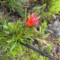 Lambertia formosa at Bell, NSW - 4 Mar 2023 09:56 AM