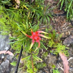 Lambertia formosa at Bell, NSW - 4 Mar 2023