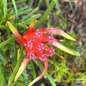 Lambertia formosa at Bell, NSW - 4 Mar 2023