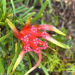 Lambertia formosa at Bell, NSW - 4 Mar 2023