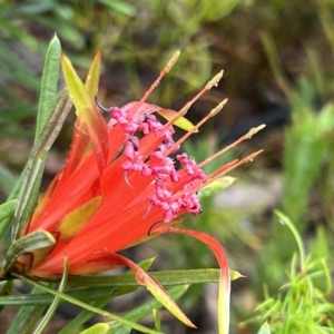Lambertia formosa at Bell, NSW - 4 Mar 2023