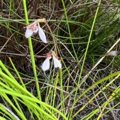 Eriochilus petricola (Bunny Orchids) at Bell, NSW - 4 Mar 2023 by JimL