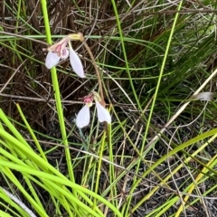 Eriochilus petricola (Bunny Orchids) at Bell, NSW - 3 Mar 2023 by JimL