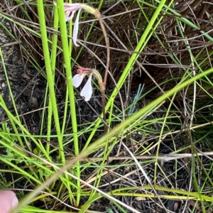 Eriochilus petricola at Bell, NSW - suppressed