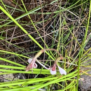 Eriochilus petricola at Bell, NSW - suppressed